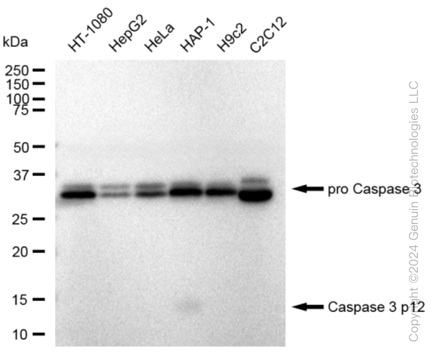 KD-Validated Anti-Caspase 3 p12 Rabbit Monoclonal Antibody ABG1180
