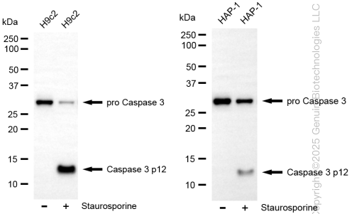 KD-Validated Anti-Caspase 3 p12 Rabbit Monoclonal Antibody ABG1180