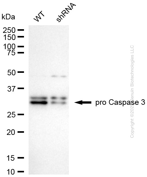 KD-Validated Anti-Caspase 3 p12 Rabbit Monoclonal Antibody ABG1180