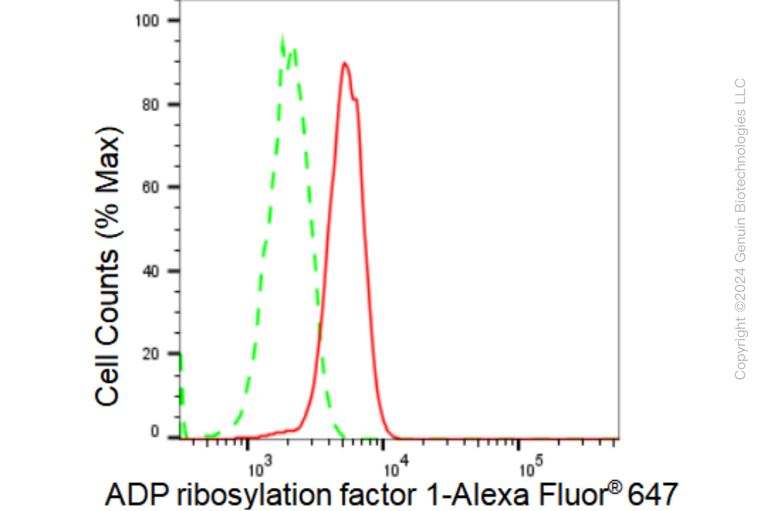 KD-Validated Anti-ADP ribosylation factor 1 Rabbit Monoclonal Antibody ABG1181