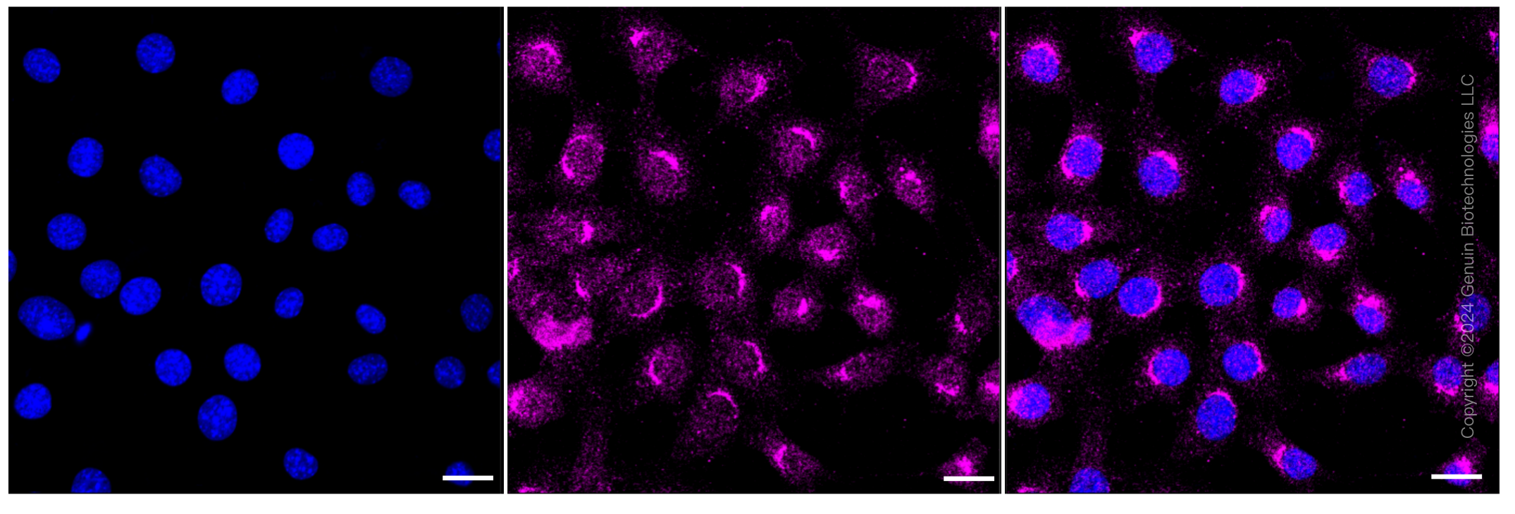 KD-Validated Anti-ADP ribosylation factor 1 Rabbit Monoclonal Antibody ABG1181
