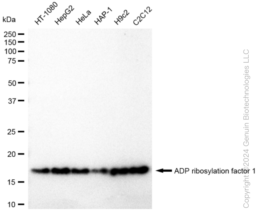 KD-Validated Anti-ADP ribosylation factor 1 Rabbit Monoclonal Antibody ABG1181