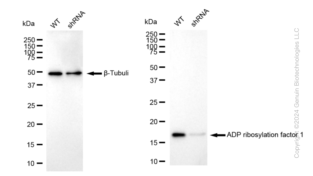 KD-Validated Anti-ADP ribosylation factor 1 Rabbit Monoclonal Antibody ABG1181