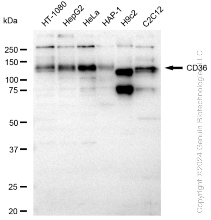 KD-Validated Anti-CD36 Rabbit Monoclonal Antibody ABG1182