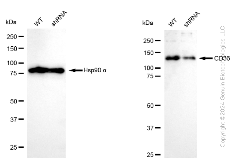 KD-Validated Anti-CD36 Rabbit Monoclonal Antibody ABG1182