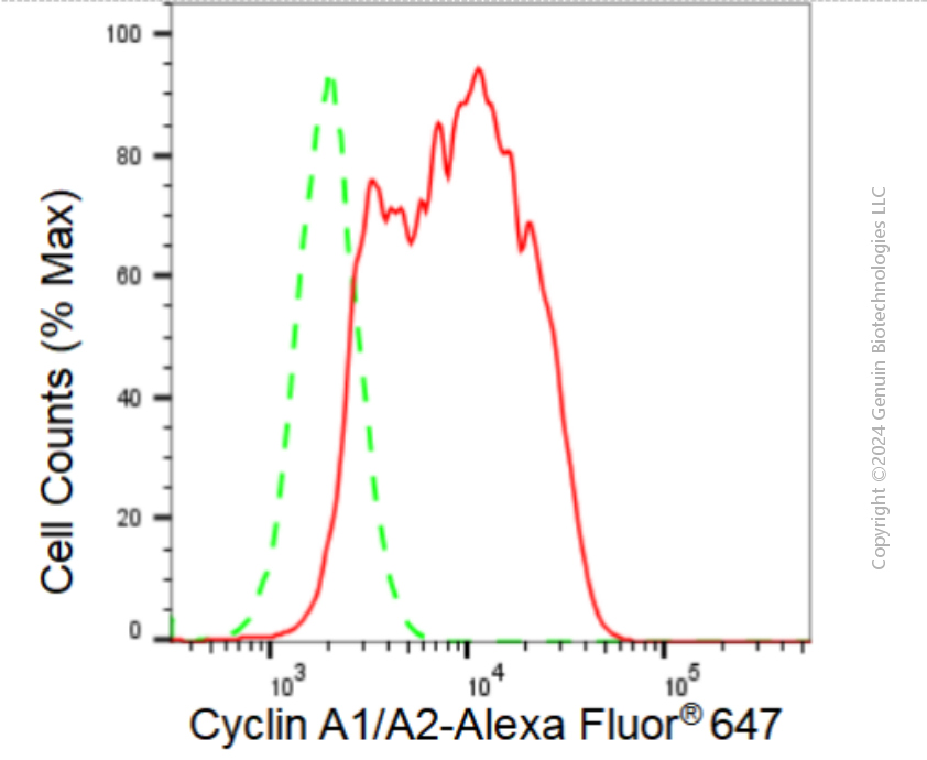 KD-Validated Anti-Cyclin A1/A2 Rabbit Monoclonal Antibody ABG1183