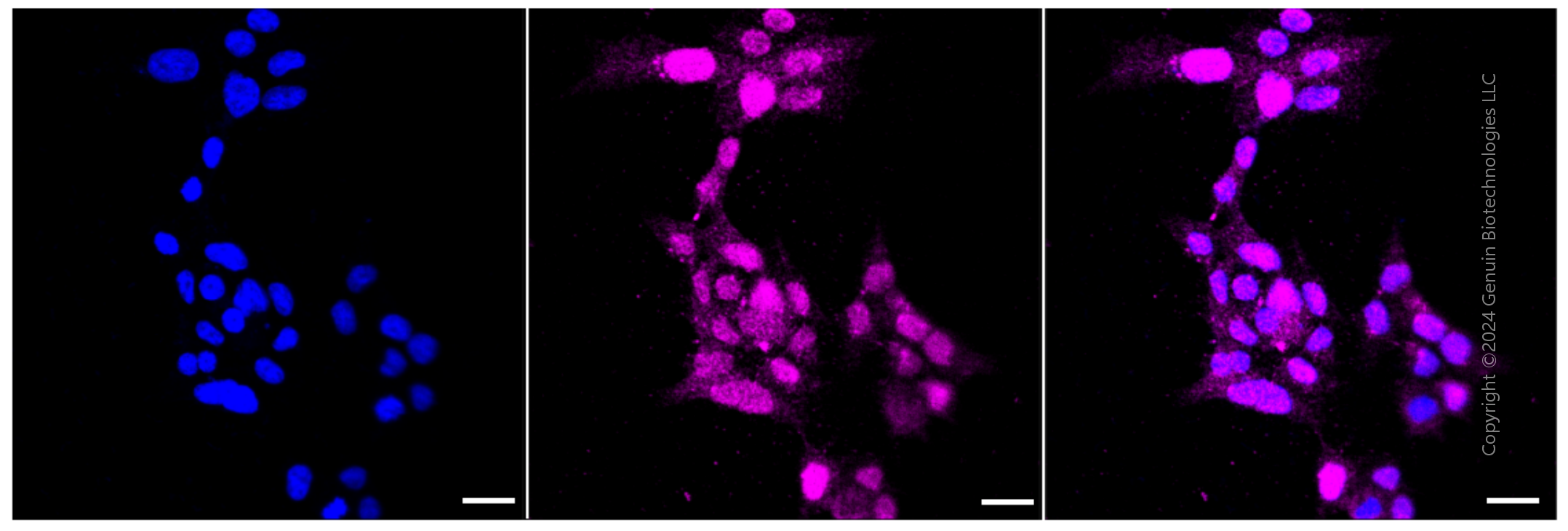 KD-Validated Anti-Cyclin A1/A2 Rabbit Monoclonal Antibody ABG1183