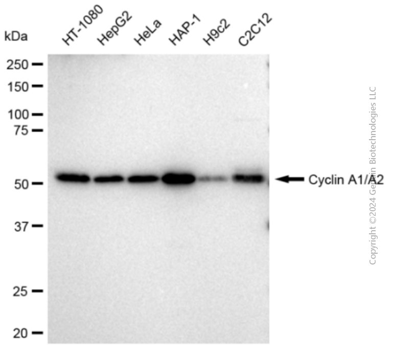 KD-Validated Anti-Cyclin A1/A2 Rabbit Monoclonal Antibody ABG1183