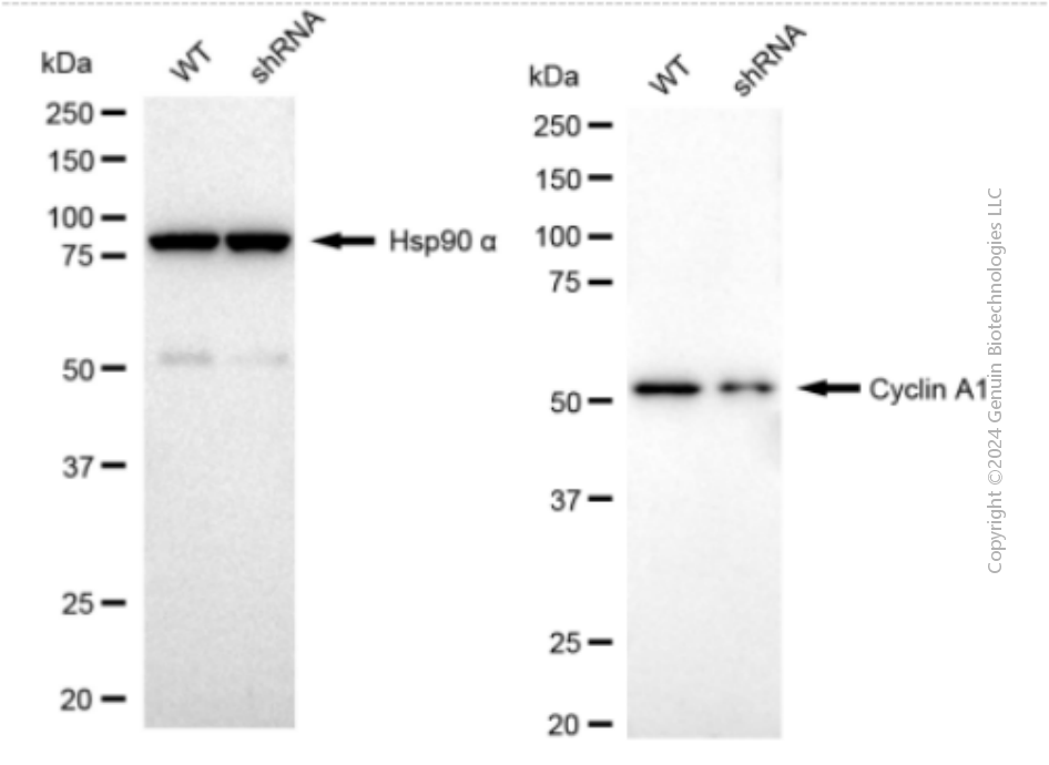 KD-Validated Anti-Cyclin A1/A2 Rabbit Monoclonal Antibody ABG1183