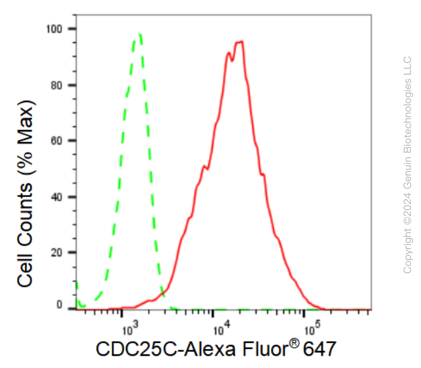 KD-Validated Anti-CDC25C Rabbit Monoclonal Antibody ABG1184