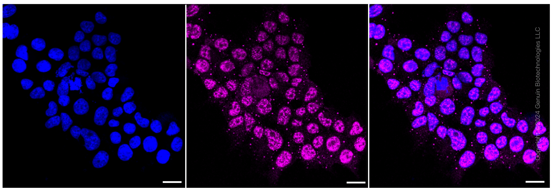 KD-Validated Anti-CDC25C Rabbit Monoclonal Antibody ABG1184