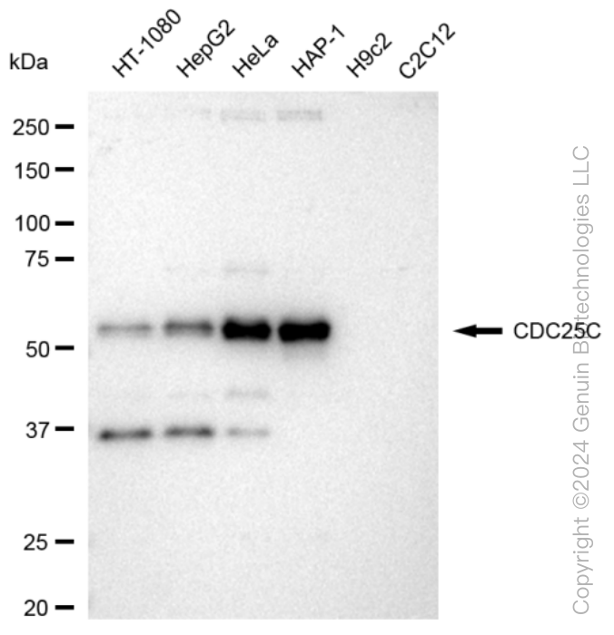 KD-Validated Anti-CDC25C Rabbit Monoclonal Antibody ABG1184