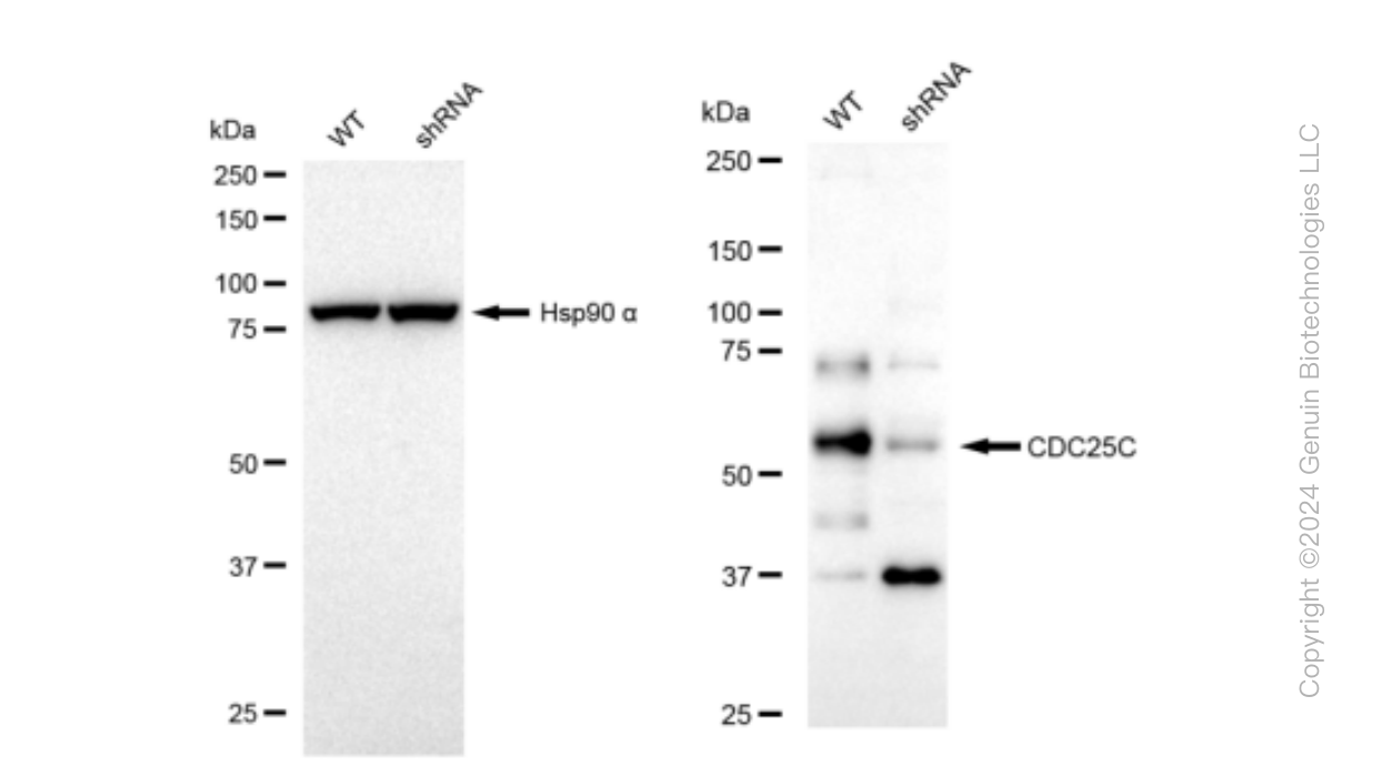 KD-Validated Anti-CDC25C Rabbit Monoclonal Antibody ABG1184
