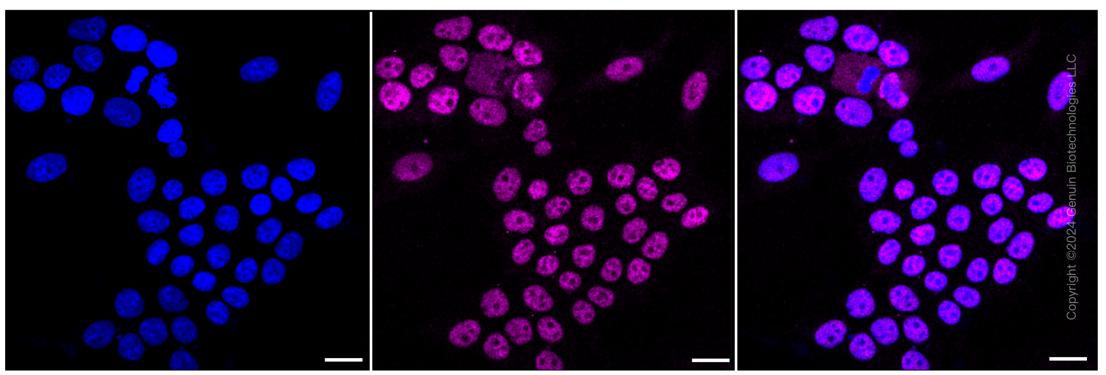 KD-Validated Anti-CDC16 Rabbit Monoclonal Antibody ABG1185