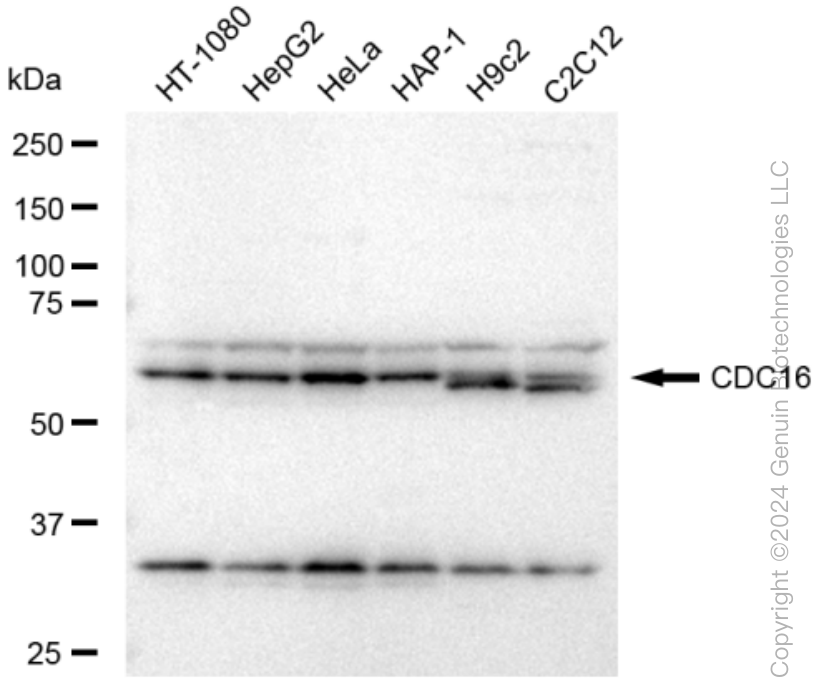 KD-Validated Anti-CDC16 Rabbit Monoclonal Antibody ABG1185