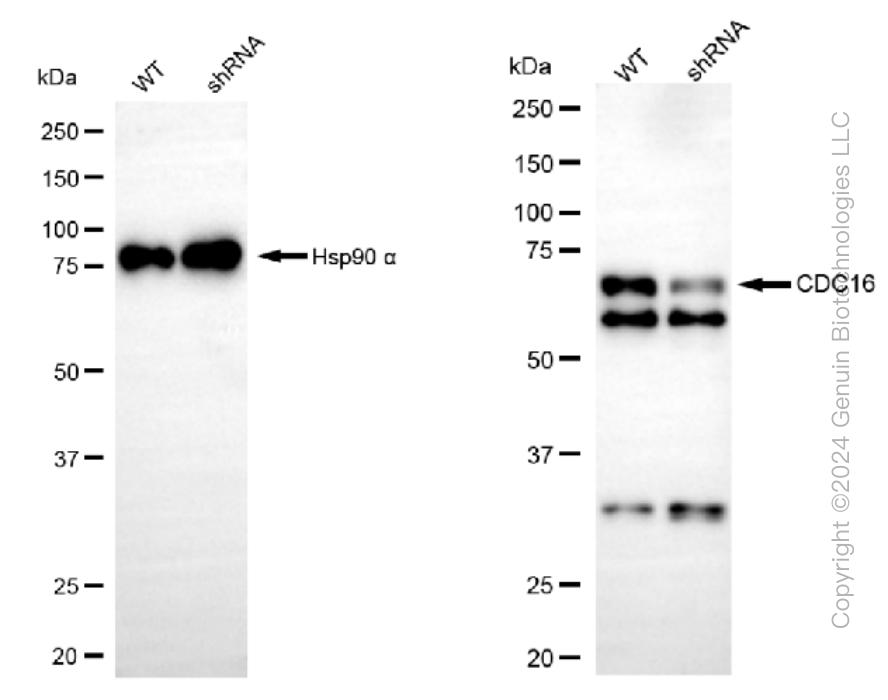 KD-Validated Anti-CDC16 Rabbit Monoclonal Antibody ABG1185