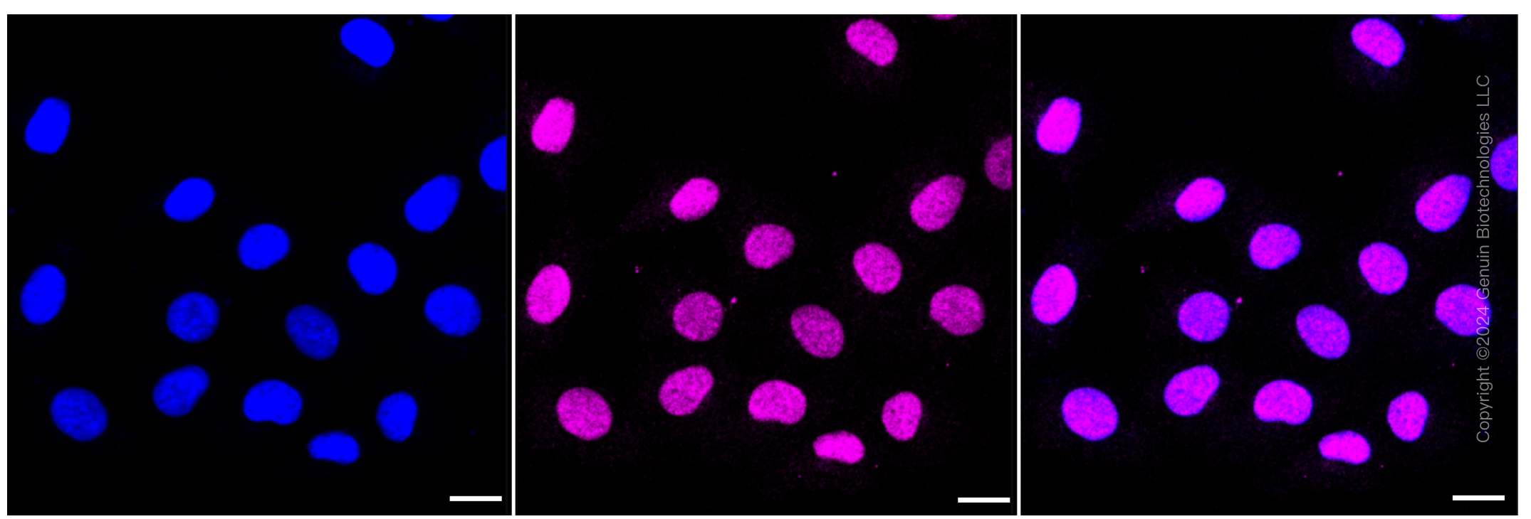 KD-Validated Anti-CDC40 Rabbit Monoclonal Antibody ABG1186