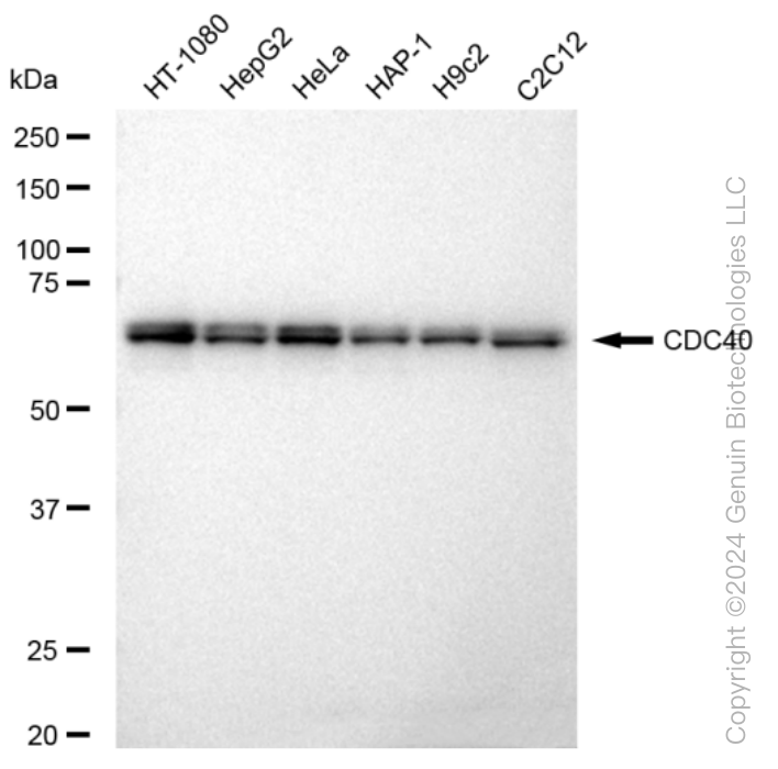 KD-Validated Anti-CDC40 Rabbit Monoclonal Antibody ABG1186