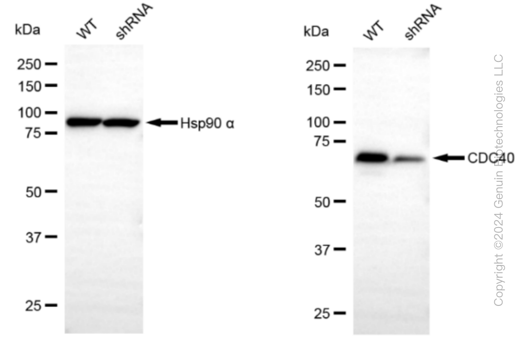 KD-Validated Anti-CDC40 Rabbit Monoclonal Antibody ABG1186