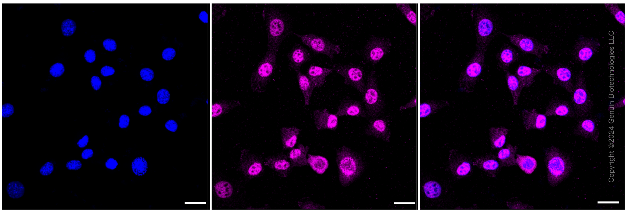 KD-Validated Anti-CDC23 Rabbit Monoclonal Antibody ABG1187