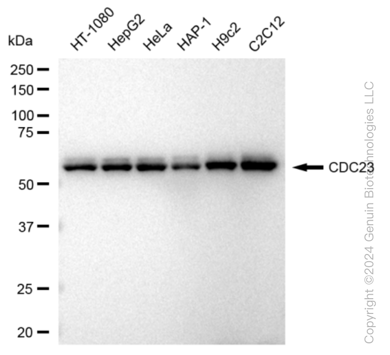 KD-Validated Anti-CDC23 Rabbit Monoclonal Antibody ABG1187