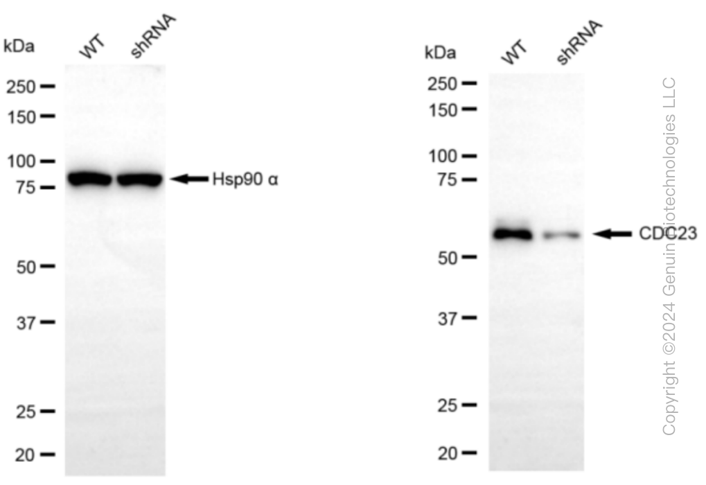 KD-Validated Anti-CDC23 Rabbit Monoclonal Antibody ABG1187