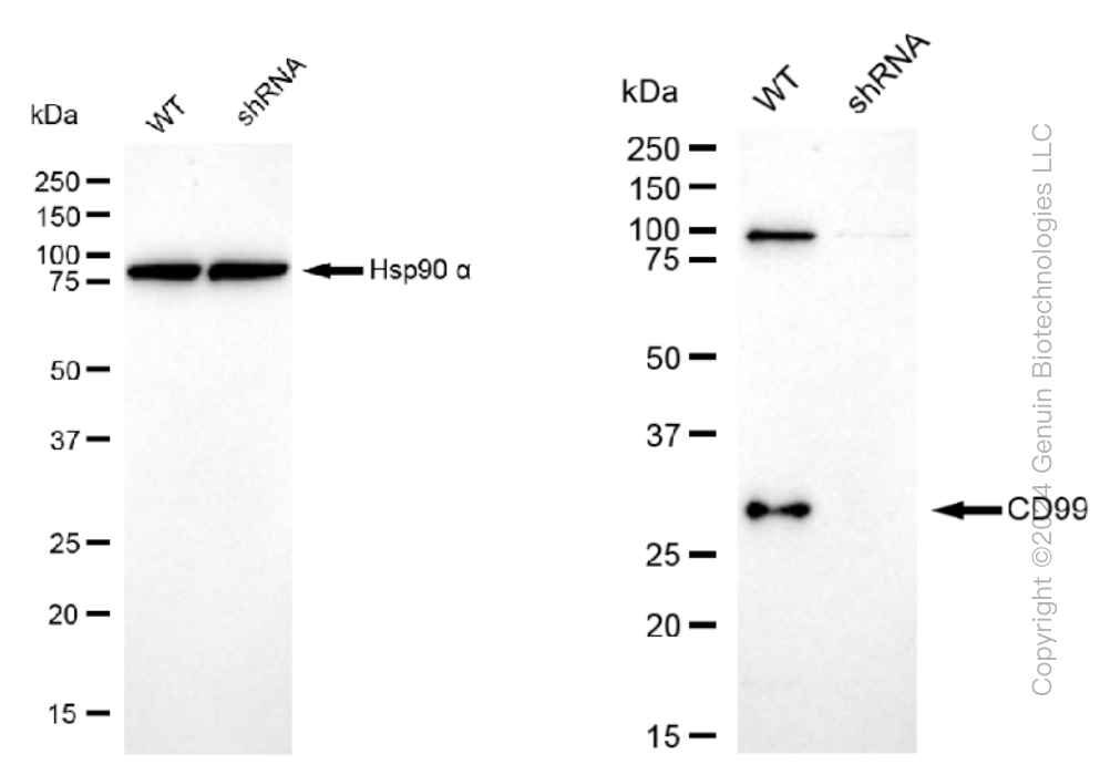 KD-Validated Anti-CD99 Rabbit Monoclonal Antibody ABG1188