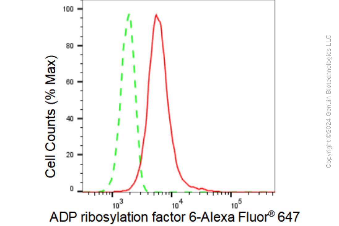 KD-Validated Anti-ADP ribosylation factor 6 Rabbit Monoclonal Antibody ABG1190