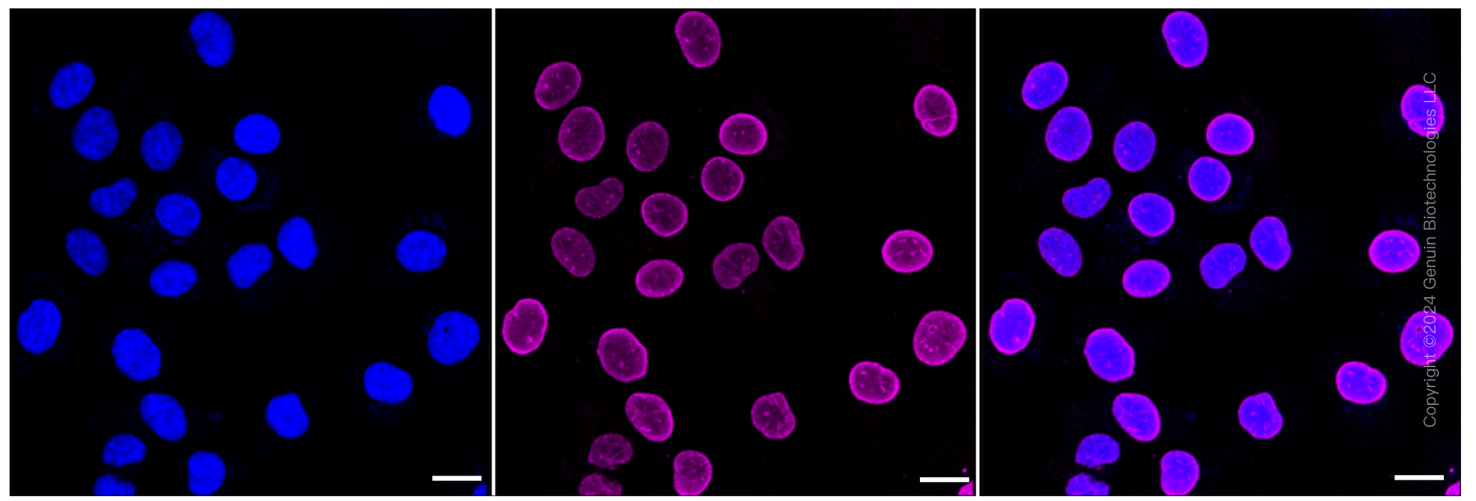 KD-Validated Anti-ADP ribosylation factor 6 Rabbit Monoclonal Antibody ABG1190