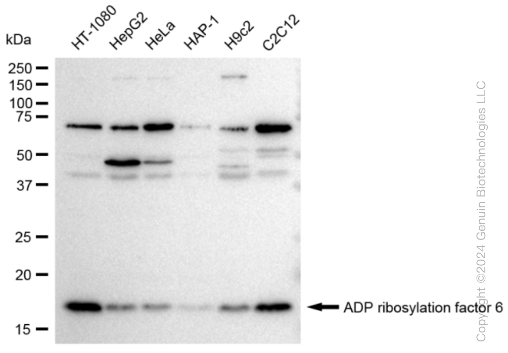 KD-Validated Anti-ADP ribosylation factor 6 Rabbit Monoclonal Antibody ABG1190