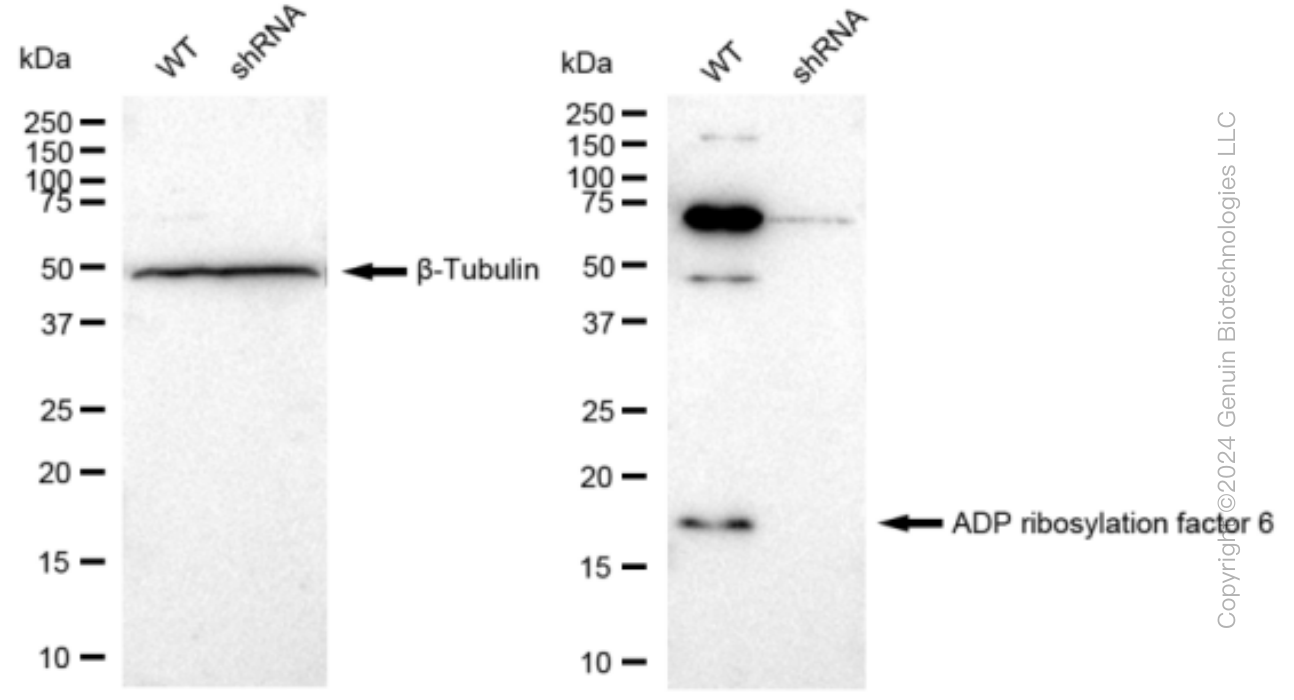 KD-Validated Anti-ADP ribosylation factor 6 Rabbit Monoclonal Antibody ABG1190
