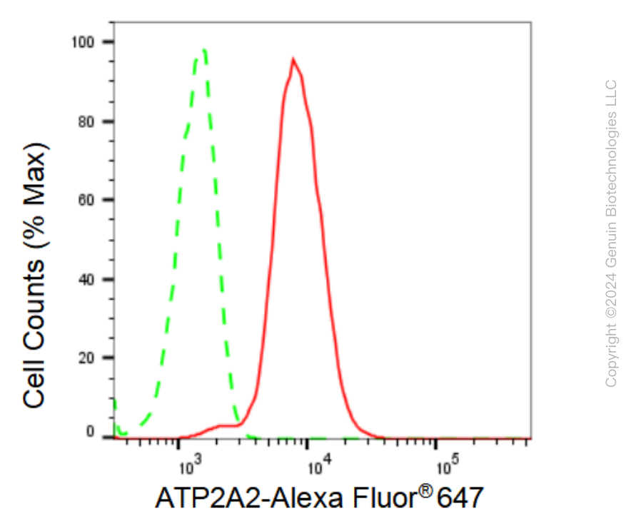 KD-Validated Anti-ATP2A2 Rabbit Monoclonal Antibody ABG1191