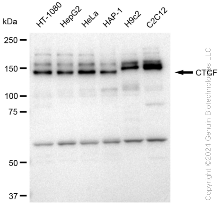 KD-Validated Anti-CTCF Rabbit Monoclonal Antibody ABG1192