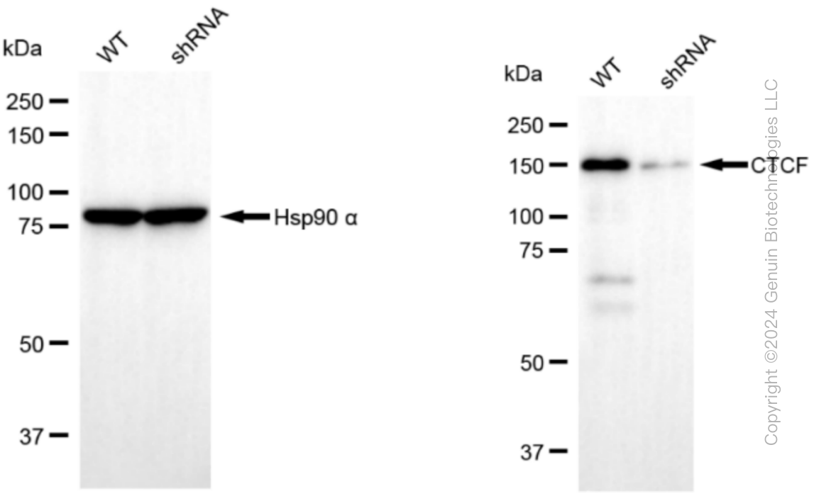 KD-Validated Anti-CTCF Rabbit Monoclonal Antibody ABG1192