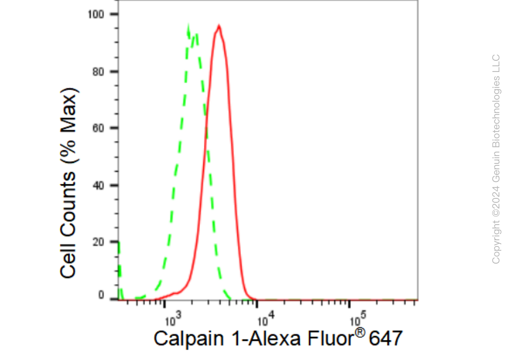 KD-Validated Anti-Calpain 1 Rabbit Monoclonal Antibody ABG1193