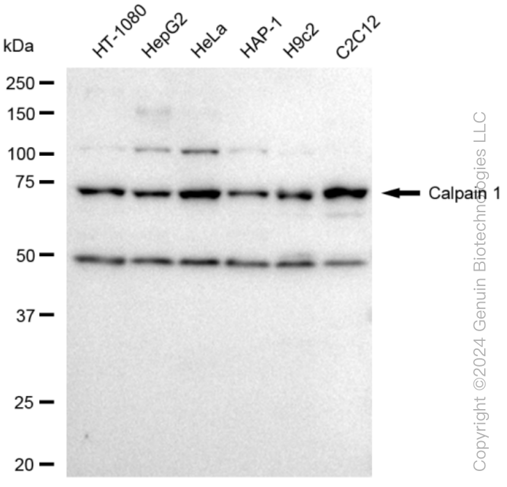 KD-Validated Anti-Calpain 1 Rabbit Monoclonal Antibody ABG1193