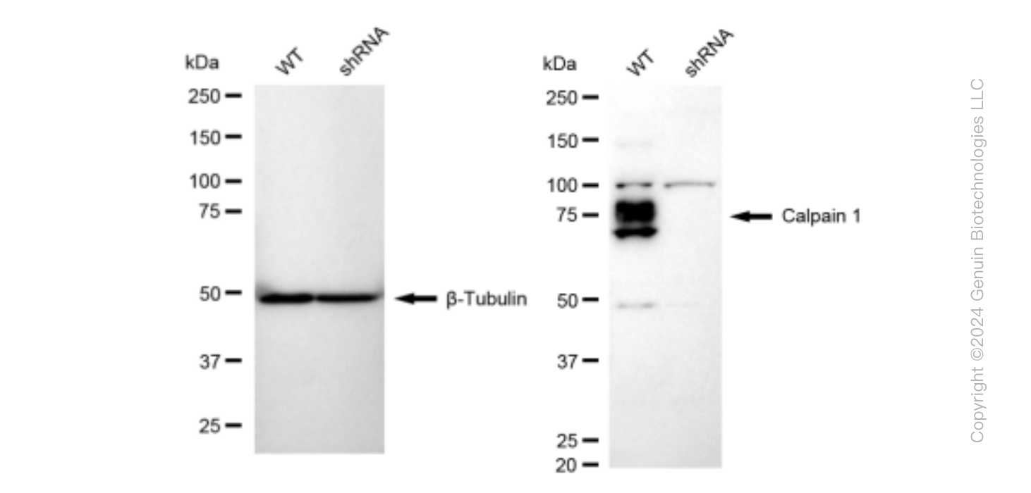 KD-Validated Anti-Calpain 1 Rabbit Monoclonal Antibody ABG1193