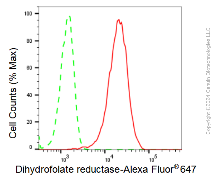 KD-Validated Anti-Dihydrofolate reductase Rabbit Monoclonal Antibody ABG1194