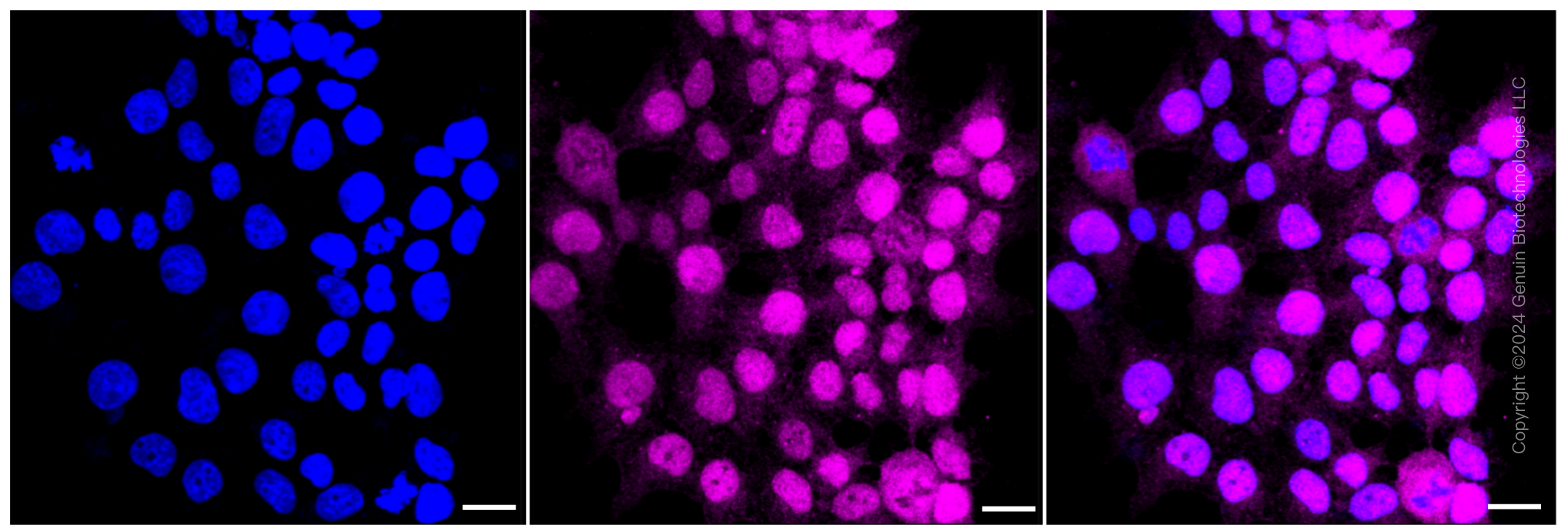KD-Validated Anti-Dihydrofolate reductase Rabbit Monoclonal Antibody ABG1194