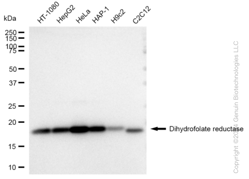 KD-Validated Anti-Dihydrofolate reductase Rabbit Monoclonal Antibody ABG1194