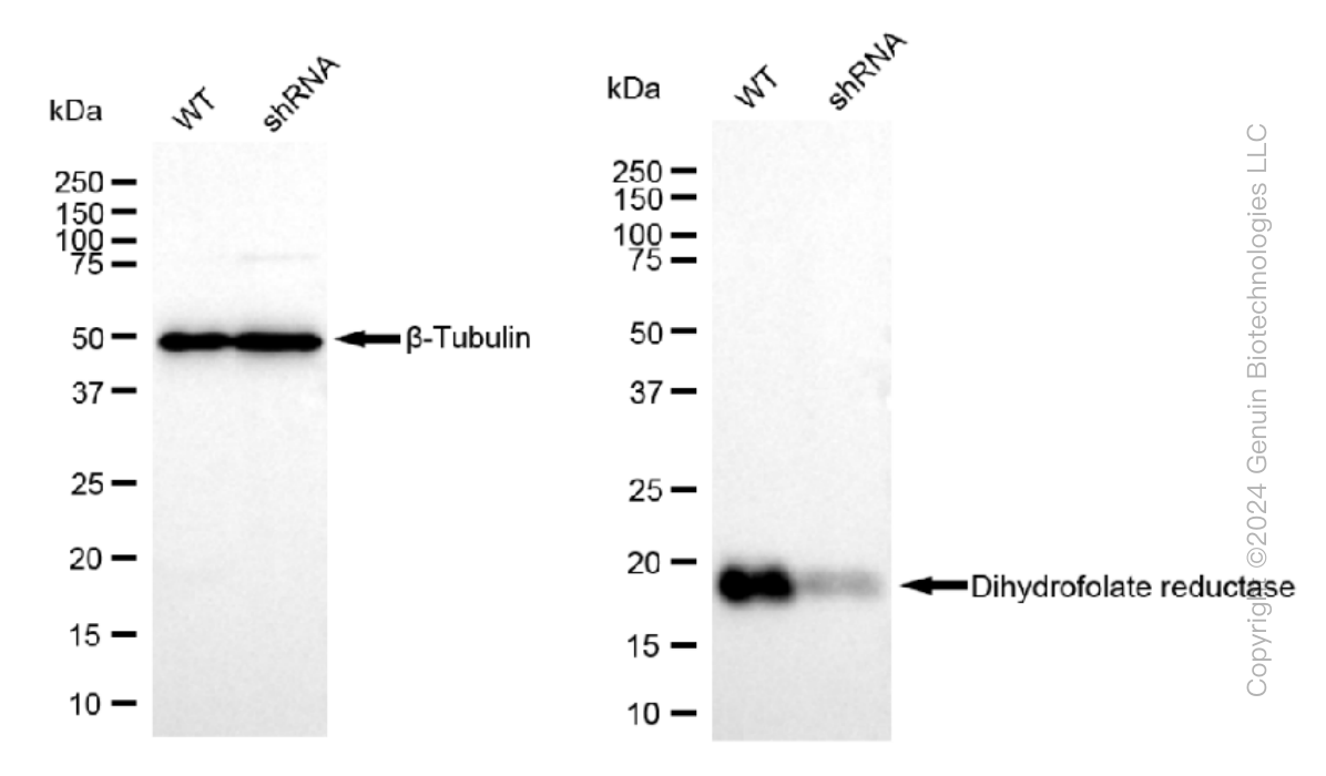 KD-Validated Anti-Dihydrofolate reductase Rabbit Monoclonal Antibody ABG1194