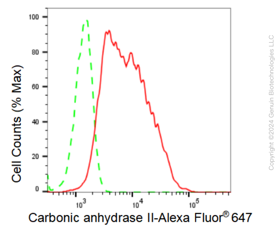 KD-Validated Anti-Carbonic anhydrase II Rabbit Monoclonal Antibody ABG1195