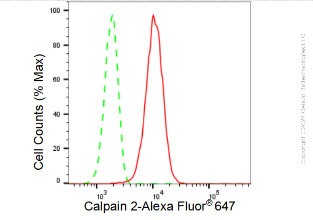 KD-Validated Anti-Calpain 2 Rabbit Monoclonal Antibody ABG1196
