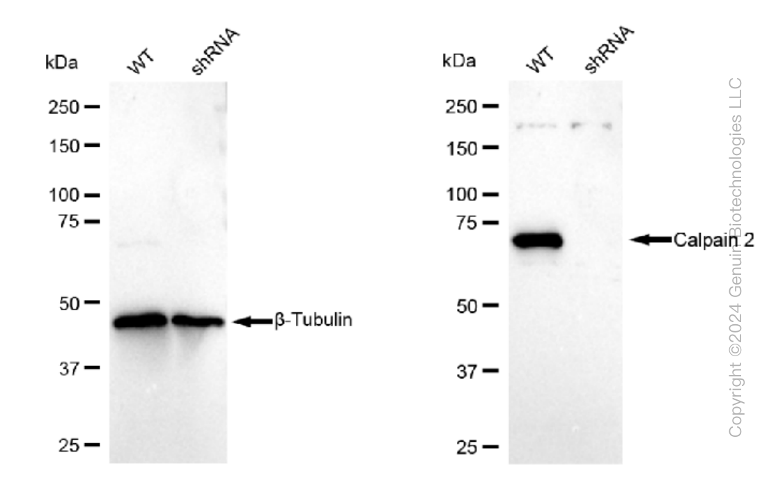 KD-Validated Anti-Calpain 2 Rabbit Monoclonal Antibody ABG1196
