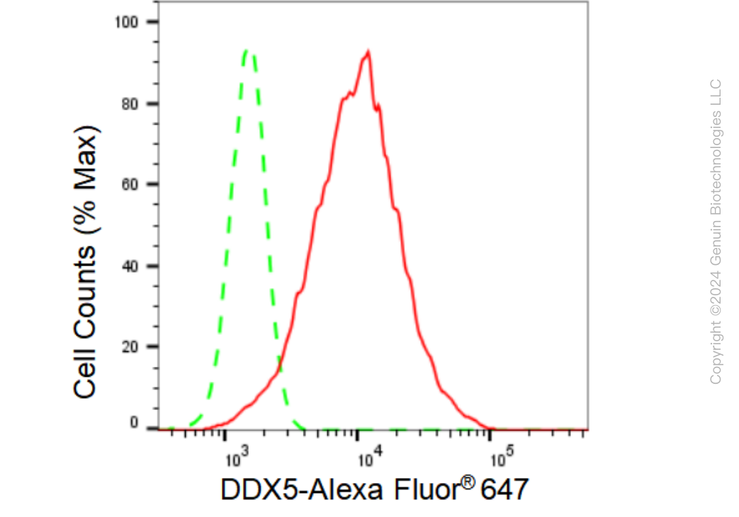 KD-Validated Anti-DDX5 Rabbit Monoclonal Antibody ABG1197