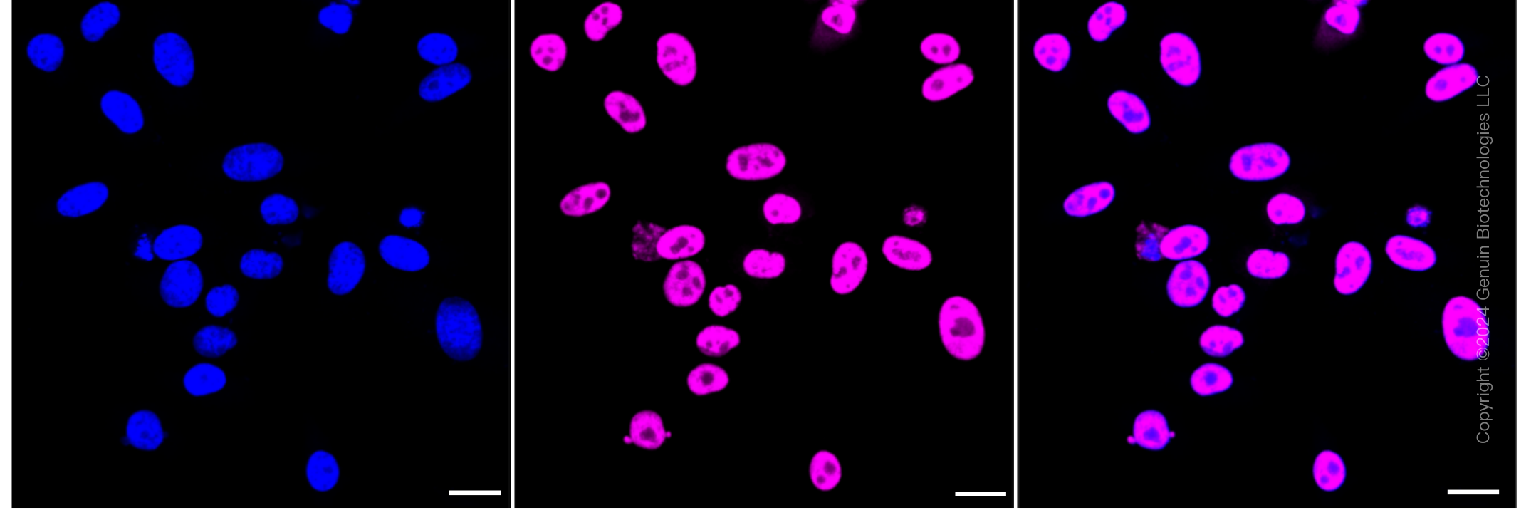 KD-Validated Anti-DDX5 Rabbit Monoclonal Antibody ABG1197