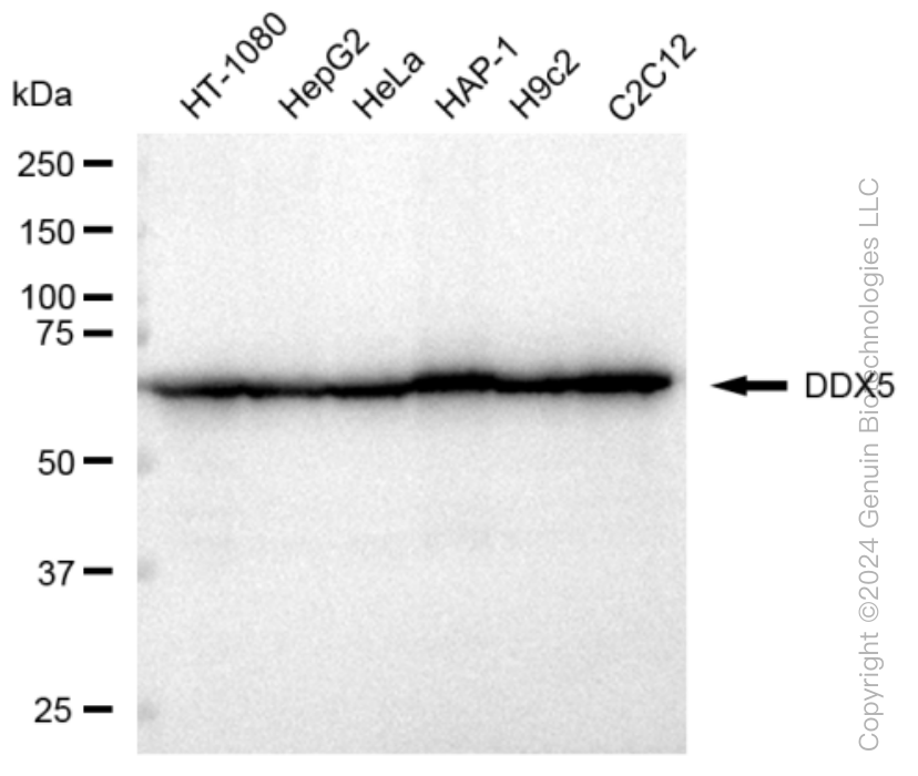 KD-Validated Anti-DDX5 Rabbit Monoclonal Antibody ABG1197