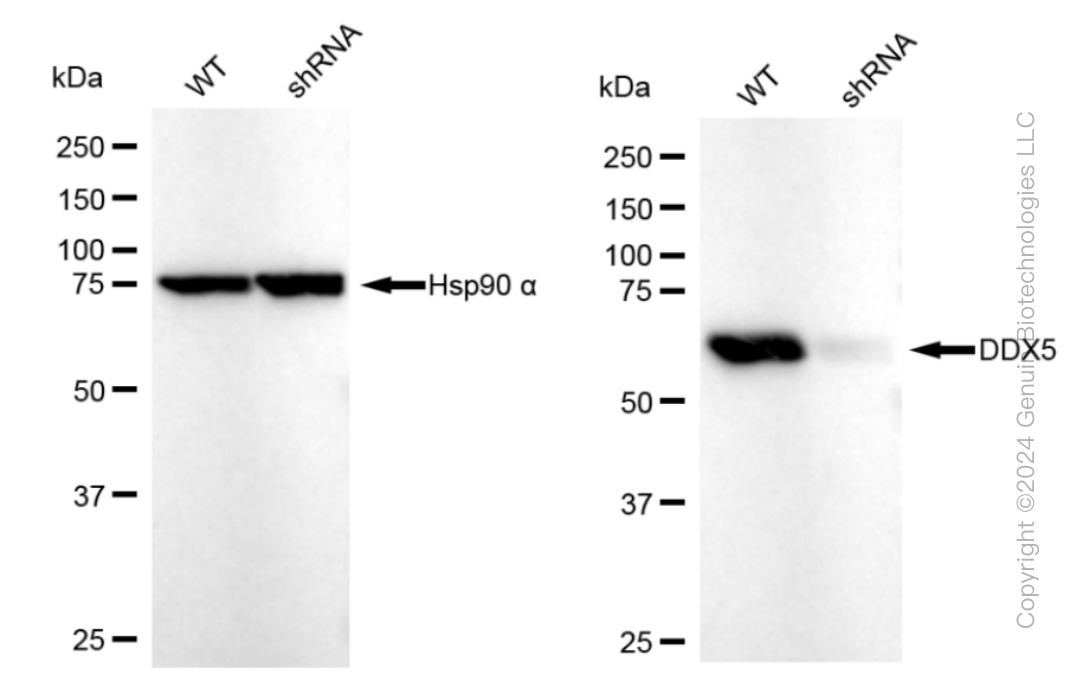 KD-Validated Anti-DDX5 Rabbit Monoclonal Antibody ABG1197