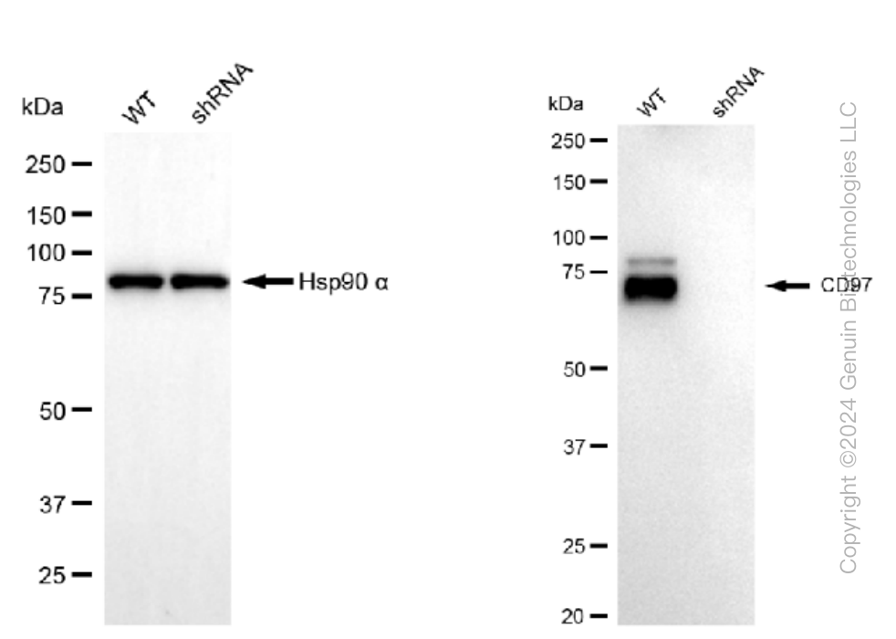 KD-Validated Anti-CD97 Rabbit Monoclonal Antibody ABG1198