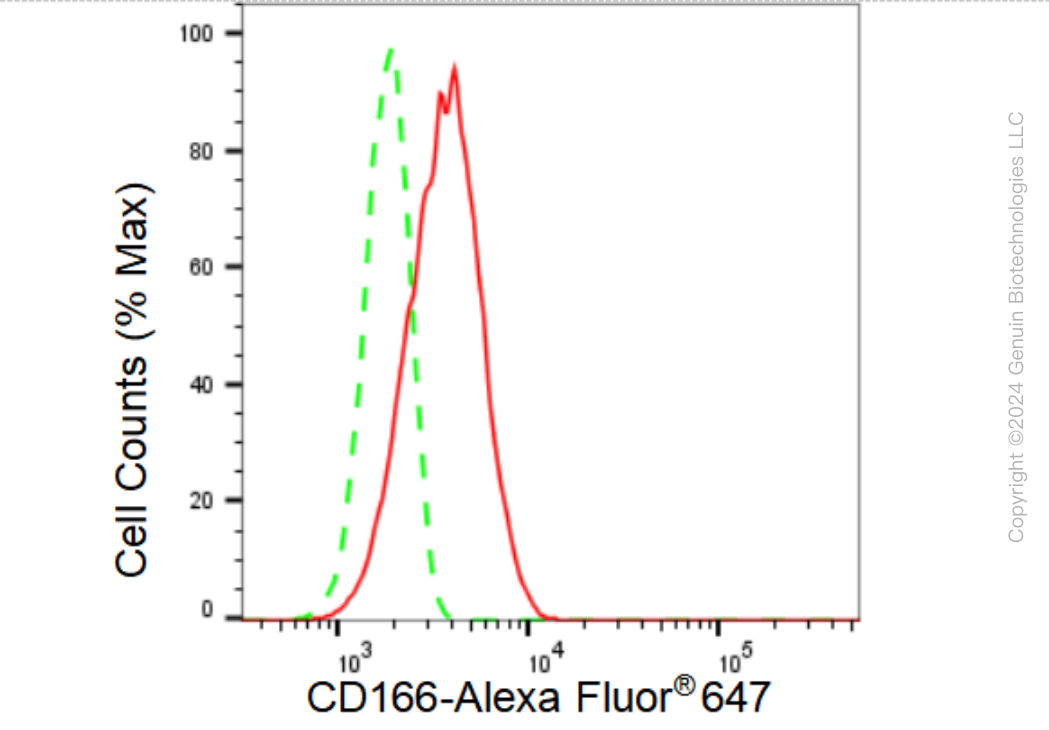 KD-Validated Anti-CD166 Rabbit Monoclonal Antibody ABG1199